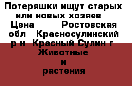 Потеряшки ищут старых или новых хозяев  › Цена ­ 10 - Ростовская обл., Красносулинский р-н, Красный Сулин г. Животные и растения » Кошки   . Ростовская обл.